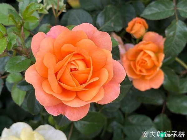香港好去處 | 賞花 | 2026維園花展(5) | 玫瑰