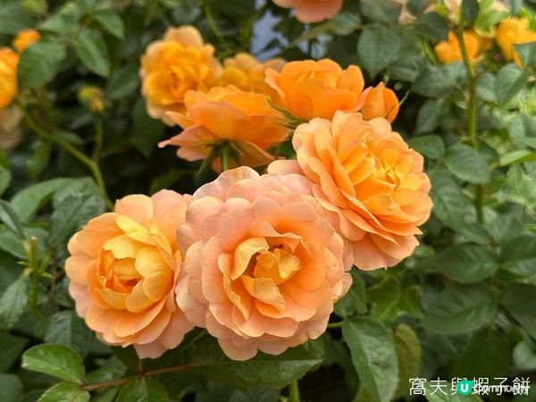 香港好去處 | 賞花 | 2026維園花展(5) | 玫瑰