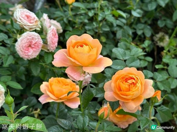 香港好去處 | 賞花 | 2026維園花展(5) | 玫瑰