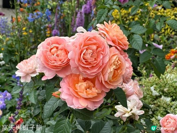 香港好去處 | 賞花 | 2026維園花展(5) | 玫瑰