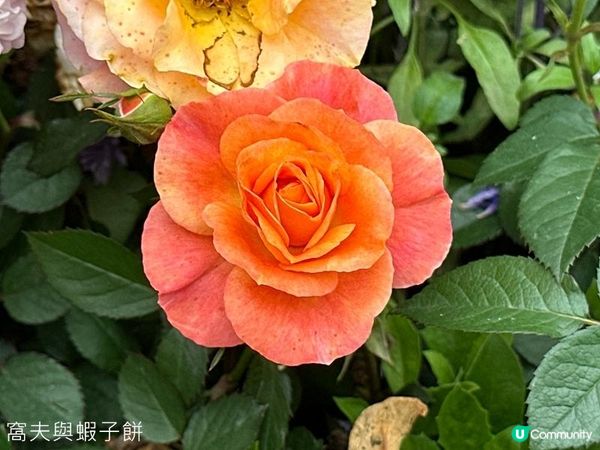 香港好去處 | 賞花 | 2026維園花展(5) | 玫瑰