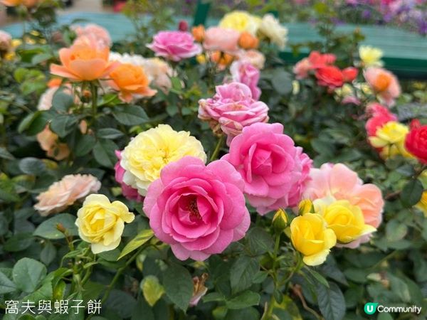 香港好去處 | 賞花 | 2026維園花展(5) | 玫瑰