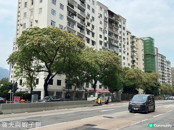 香港好去處 | 賞花 | 魚木