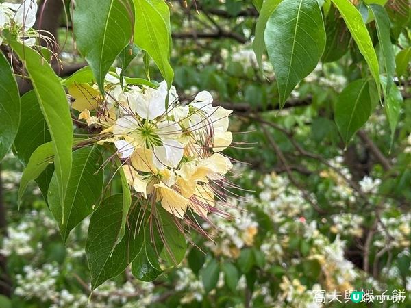 香港好去處 | 賞花 | 魚木
