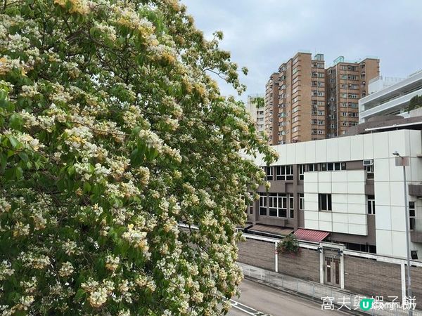 香港好去處 | 賞花 | 魚木