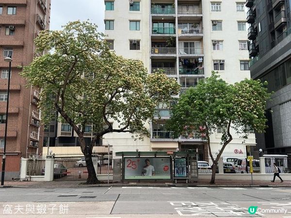 香港好去處 | 賞花 | 魚木