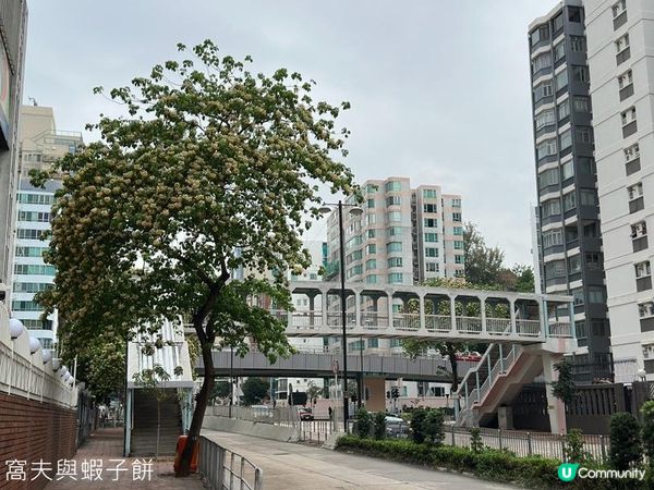 香港好去處 | 賞花 | 魚木
