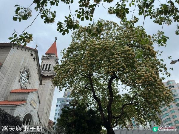 香港好去處 | 賞花 | 魚木