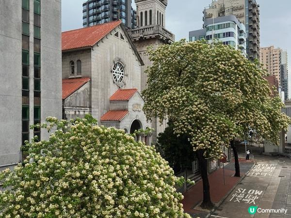 香港好去處 | 賞花 | 魚木