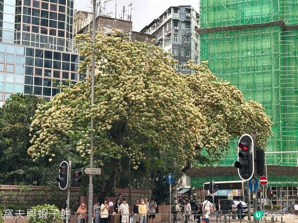 香港好去處 | 賞花 | 魚木