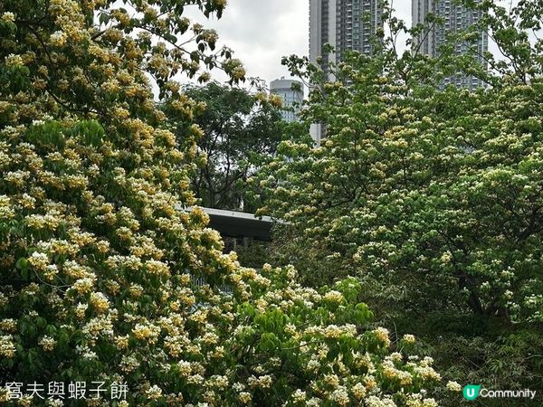 香港好去處 | 賞花 | 魚木