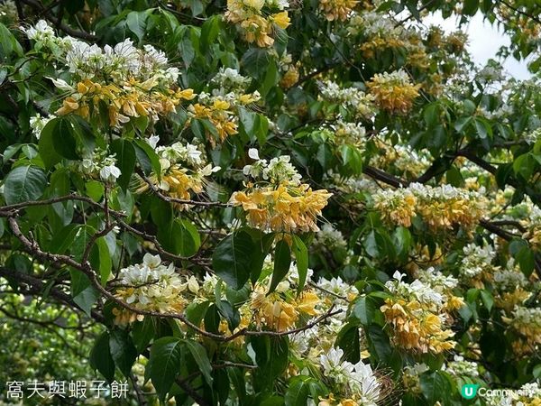 香港好去處 | 賞花 | 魚木