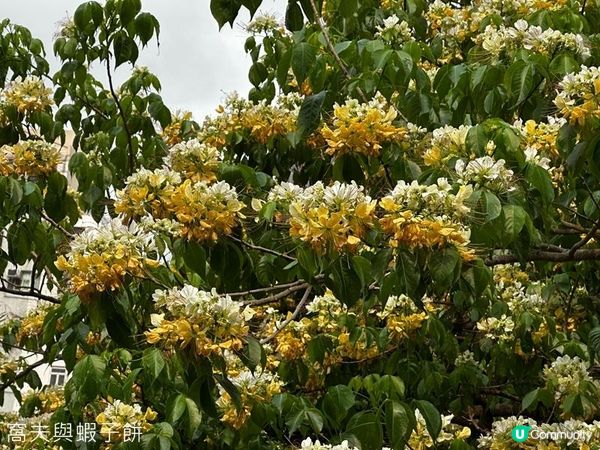 香港好去處 | 賞花 | 魚木