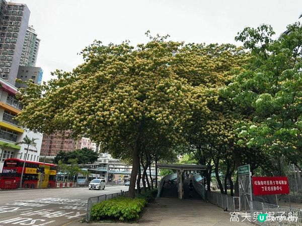 香港好去處 | 賞花 | 魚木