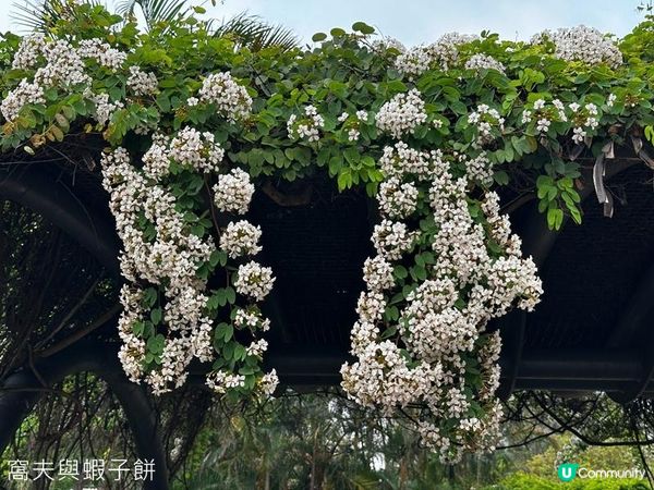 香港好去處 | 賞花 | 魚木