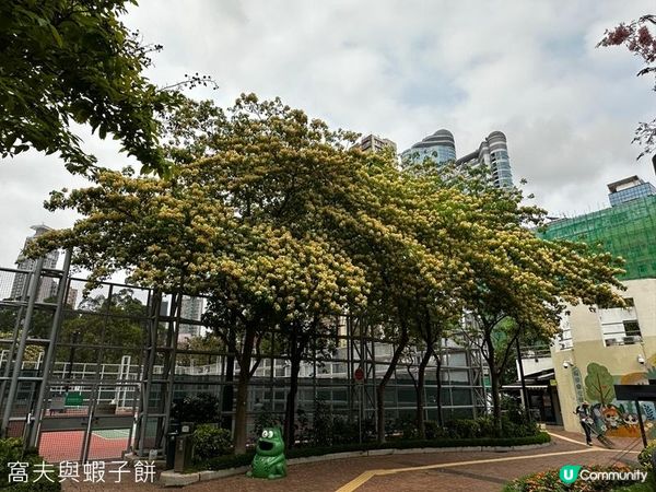 香港好去處 | 賞花 | 魚木