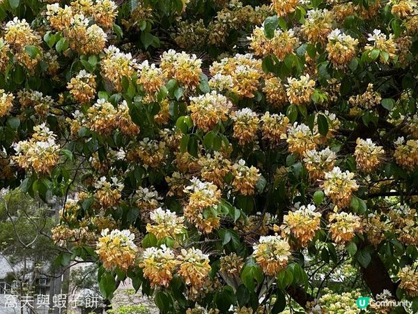 香港好去處 | 賞花 | 魚木