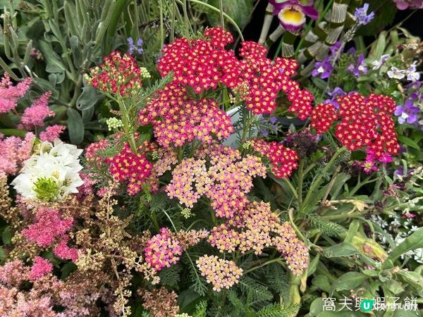 香港好去處 | 賞花 | 2026維園花展(6) | 百花齊放