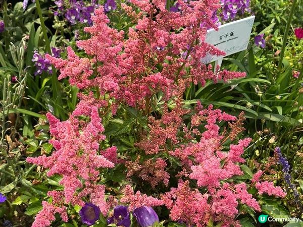 香港好去處 | 賞花 | 2026維園花展(6) | 百花齊放