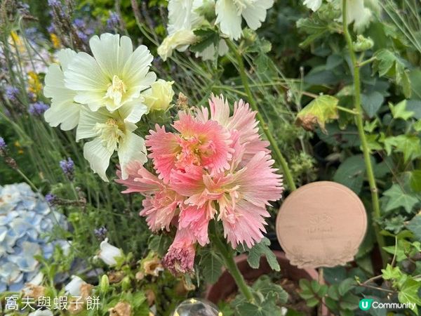 香港好去處 | 賞花 | 2026維園花展(6) | 百花齊放