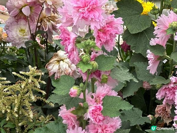 香港好去處 | 賞花 | 2026維園花展(6) | 百花齊放
