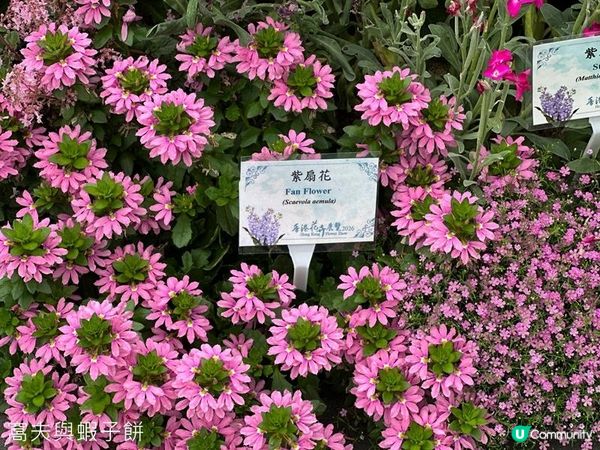 香港好去處 | 賞花 | 2026維園花展(6) | 百花齊放