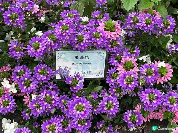 香港好去處 | 賞花 | 2026維園花展(6) | 百花齊放