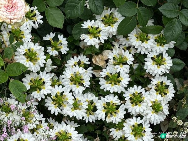 香港好去處 | 賞花 | 2026維園花展(6) | 百花齊放