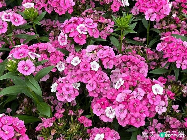 香港好去處 | 賞花 | 2026維園花展(6) | 百花齊放
