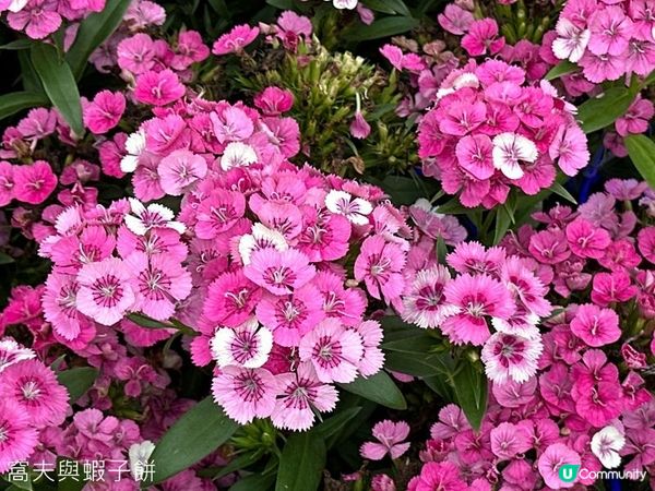 香港好去處 | 賞花 | 2026維園花展(6) | 百花齊放