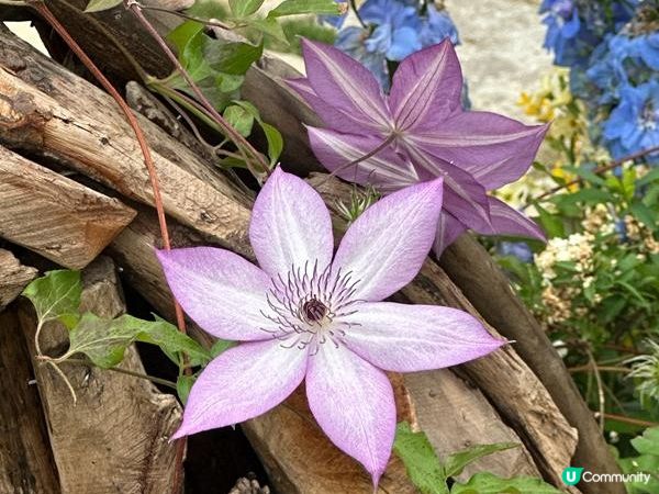 香港好去處 | 賞花 | 2026維園花展(6) | 百花齊放