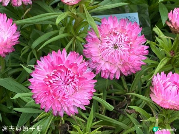 香港好去處 | 賞花 | 2026維園花展(6) | 百花齊放