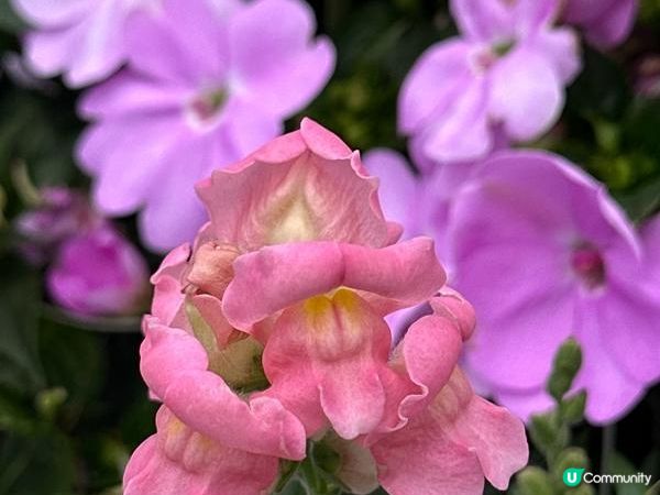 香港好去處 | 賞花 | 2026維園花展(6) | 百花齊放