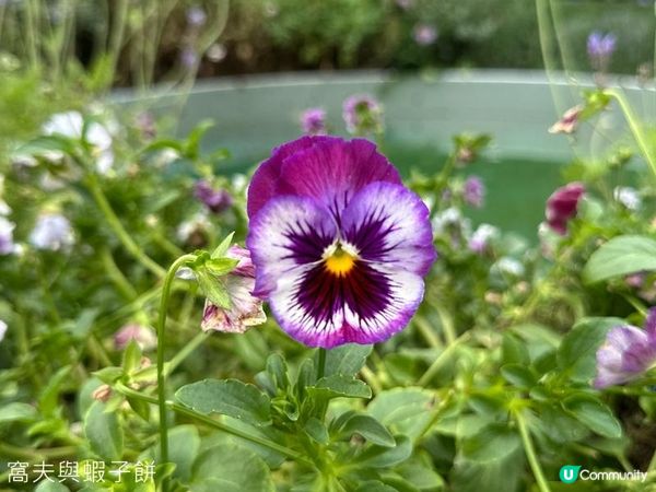 香港好去處 | 賞花 | 2026維園花展(6) | 百花齊放