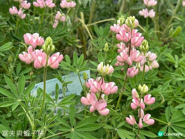 香港好去處 | 賞花 | 2026維園花展(6) | 百花齊放