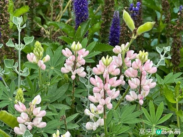 香港好去處 | 賞花 | 2026維園花展(6) | 百花齊放
