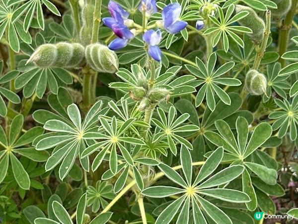 香港好去處 | 賞花 | 2026維園花展(6) | 百花齊放