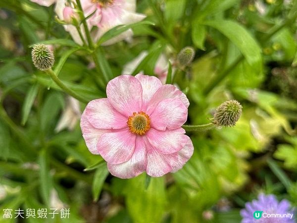 香港好去處 | 賞花 | 2026維園花展(6) | 百花齊放