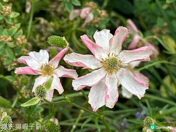 香港好去處 | 賞花 | 2026維園花展(6) | 百花齊放