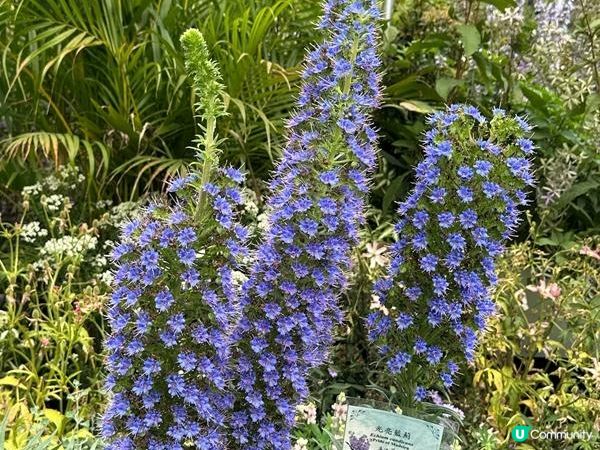 香港好去處 | 賞花 | 2026維園花展(6) | 百花齊放