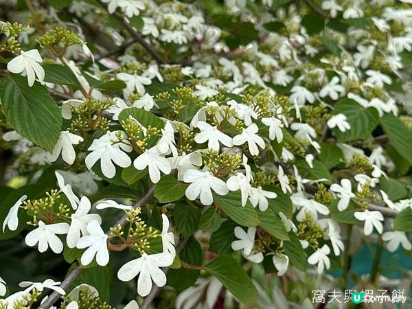 香港好去處 | 賞花 | 2026維園花展(6) | 百花齊放
