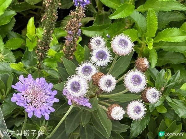 香港好去處 | 賞花 | 2026維園花展(6) | 百花齊放
