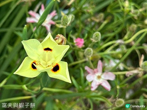 香港好去處 | 賞花 | 2026維園花展(6) | 百花齊放