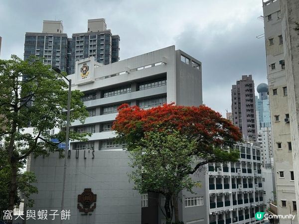 香港好去處 | 由上環走到香港大學 | 吃完蝦湯麵再吃雪糕