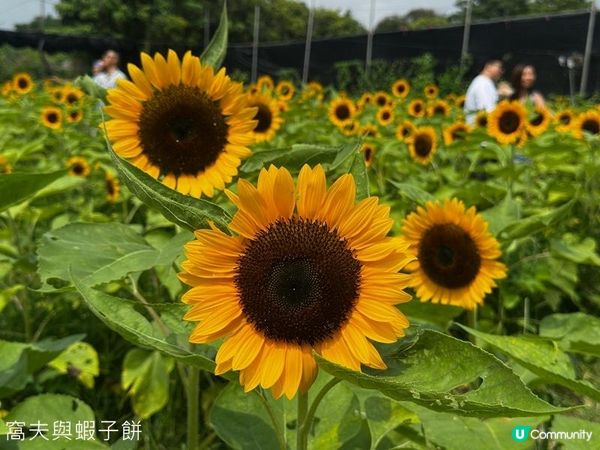 香港好去處 | 賞花 | 夏遊信芯園 | 向日葵