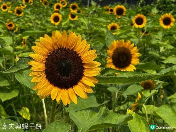 香港好去處 | 賞花 | 夏遊信芯園 | 向日葵