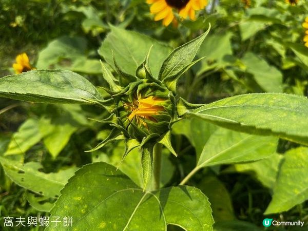 香港好去處 | 賞花 | 夏遊信芯園 | 向日葵
