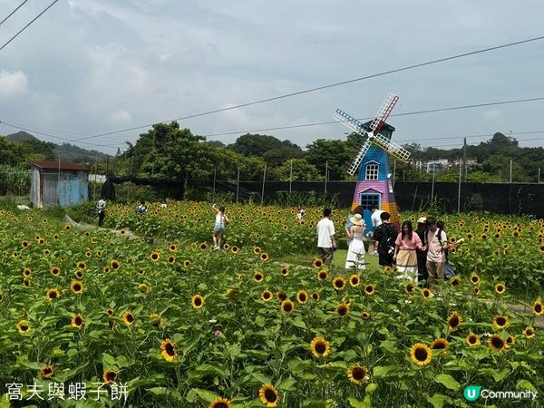 香港好去處 | 賞花 | 夏遊信芯園 | 向日葵