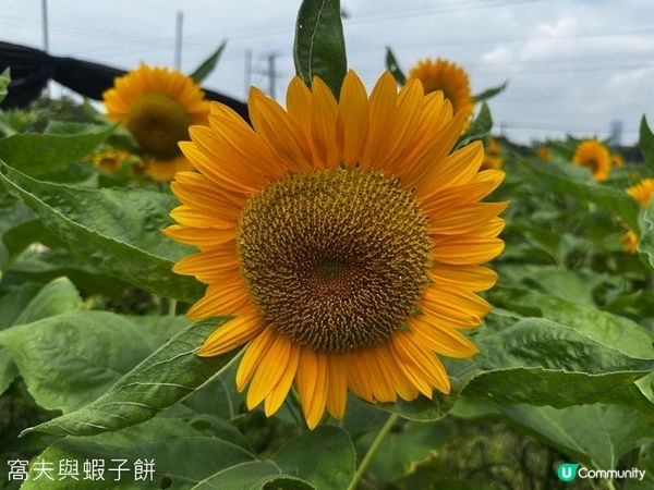 香港好去處 | 賞花 | 夏遊信芯園 | 向日葵