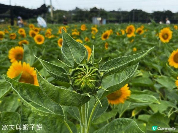 香港好去處 | 賞花 | 夏遊信芯園 | 向日葵